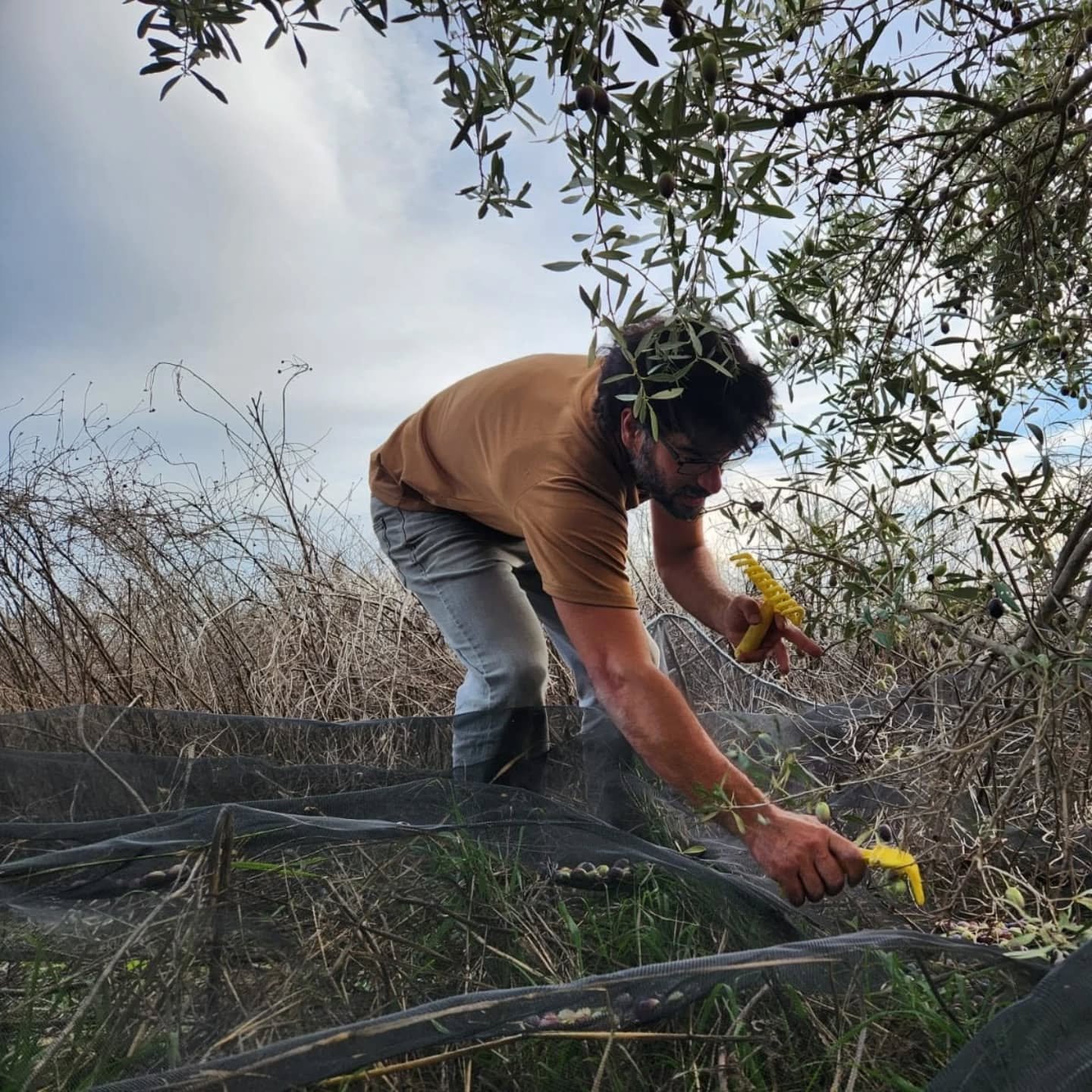 Primera cosecha de aceitunas