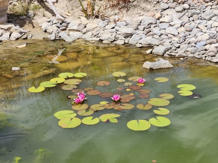 La charca: refugio para los anfibios