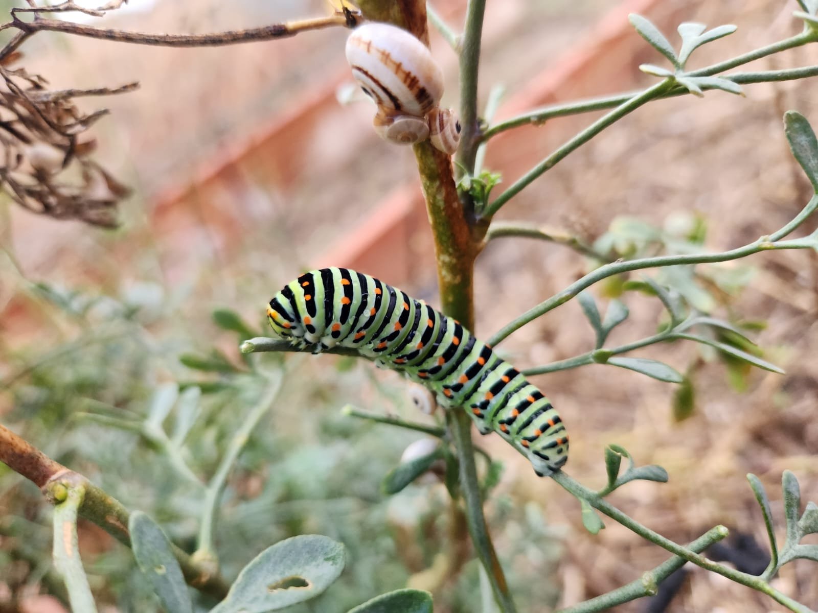 Insectos y polinizadores