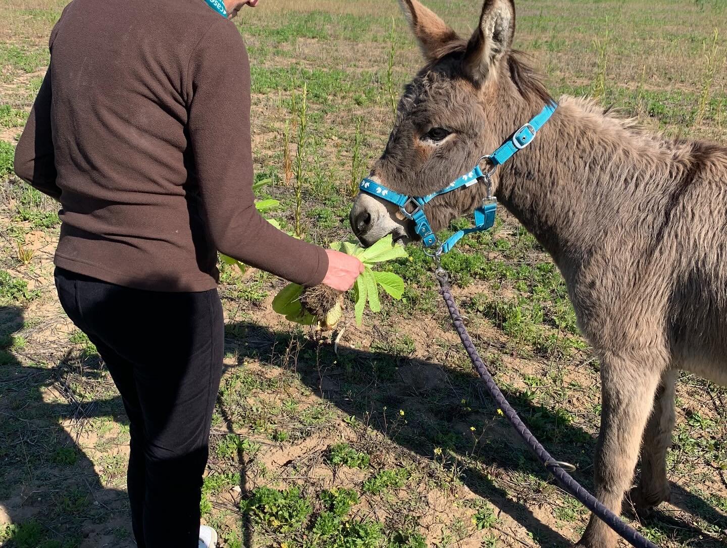 Rogelio en el rancho